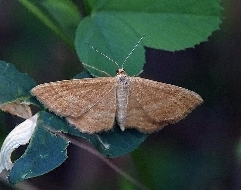 Idaea ochrata Geometridae